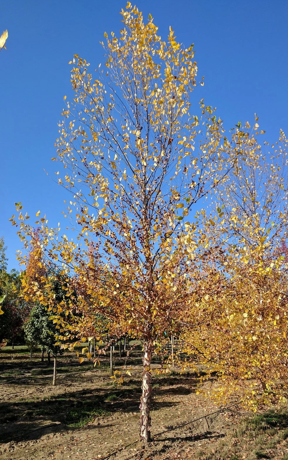Birch &