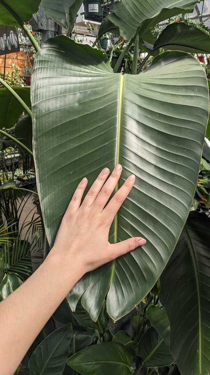 Bird of Paradise