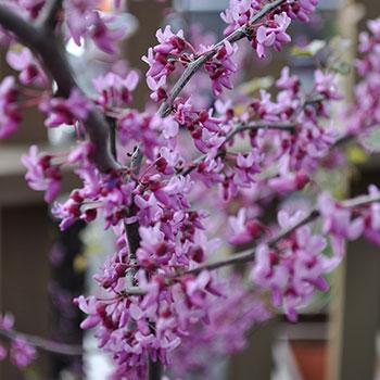 Redbud &