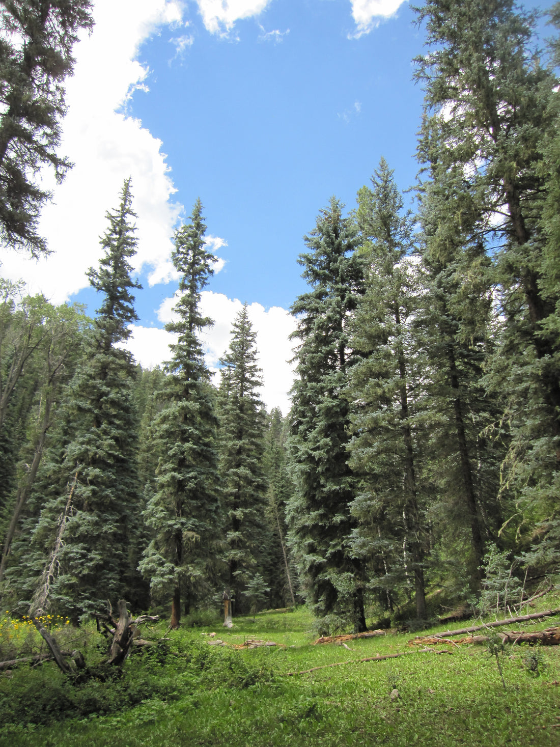 Spruce &