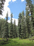 Spruce &