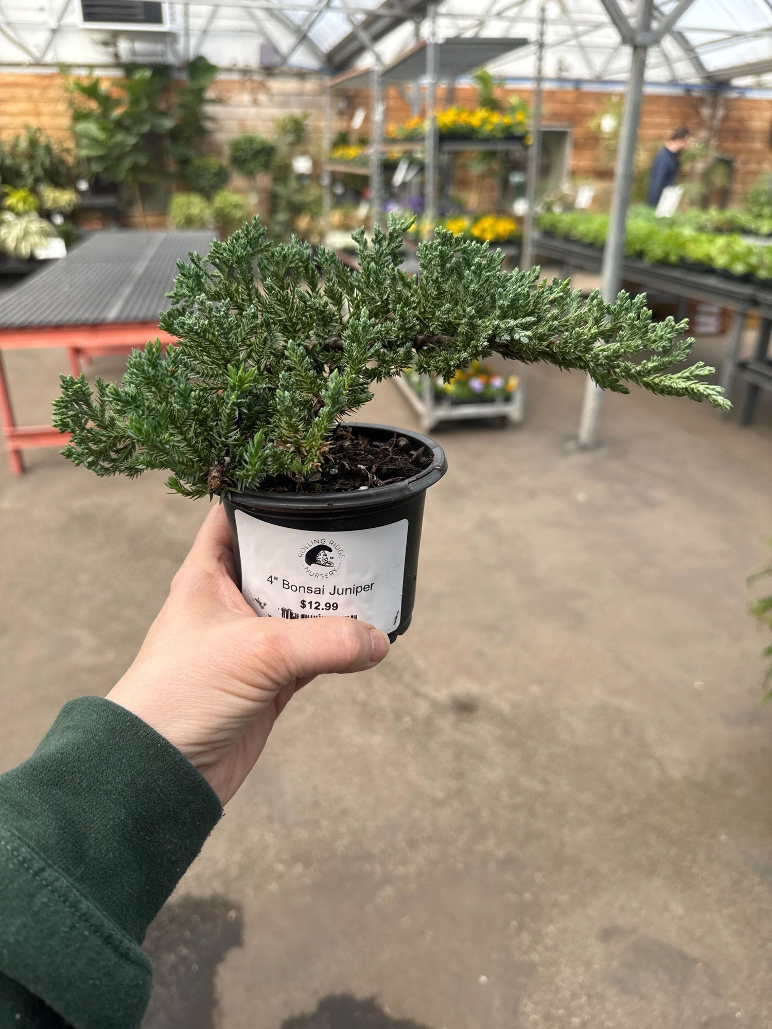 12" Juniper Bonsai Potted