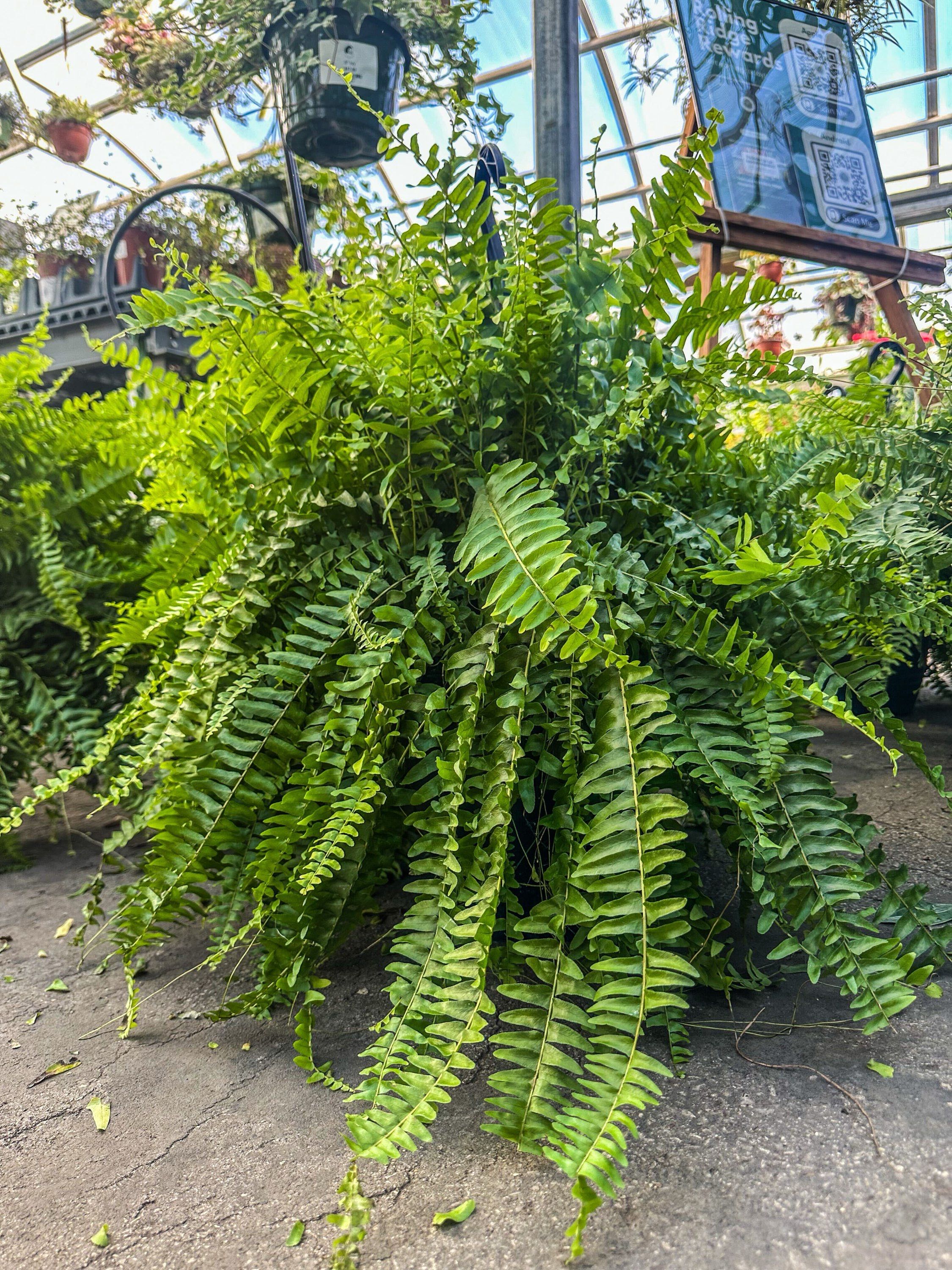 10" Boston Fern Hanging Basket