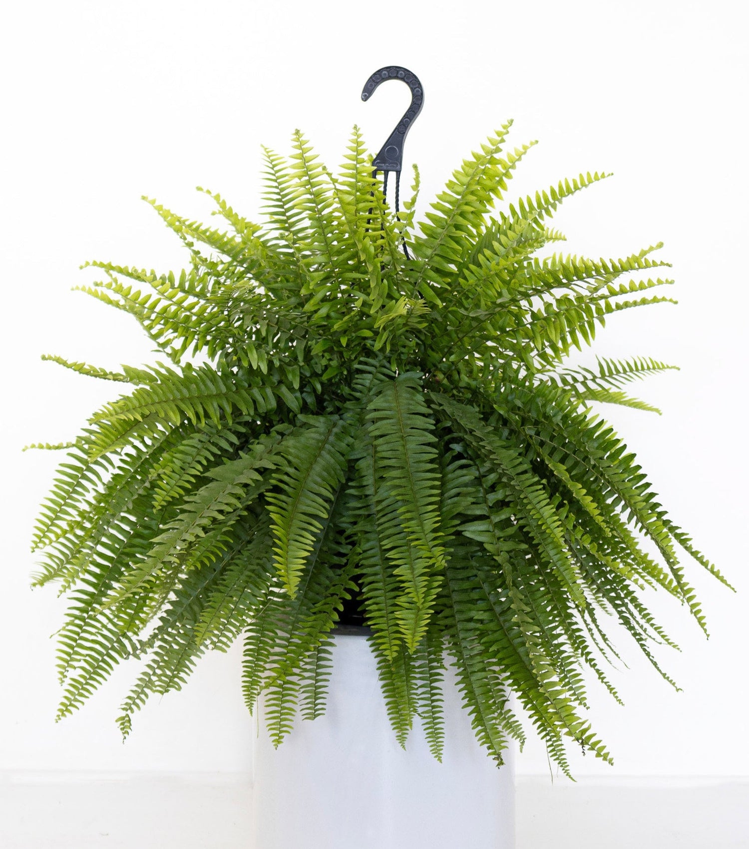 12" Fern Boston HB plant photo