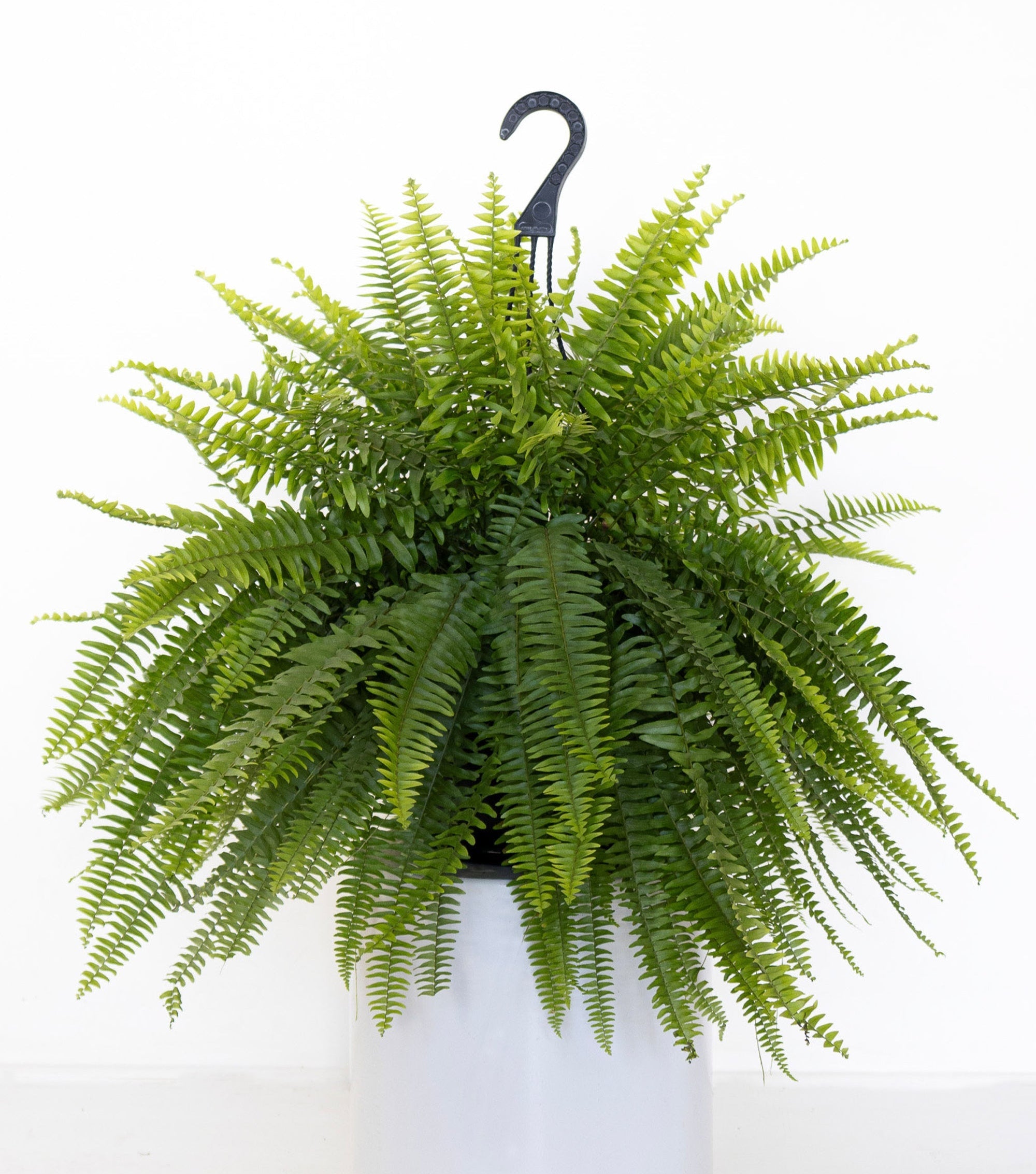 12" Fern Boston HB plant photo