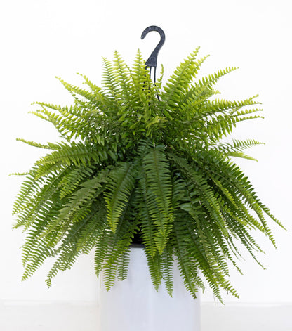 12" Fern Boston HB plant photo