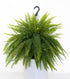 12" Fern Boston HB plant photo