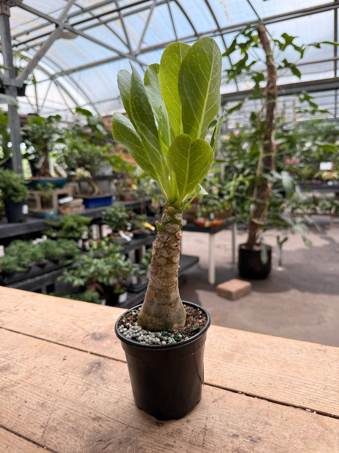 Brighamia Insignis Hawaiian Palm