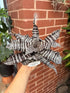 Bromeliad Cryptanthus Zebrinus