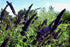 Butterfly Bush &