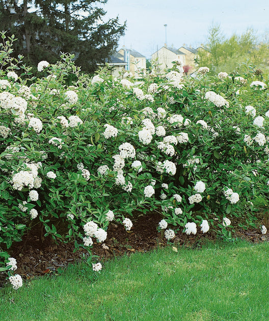 Viburnum &