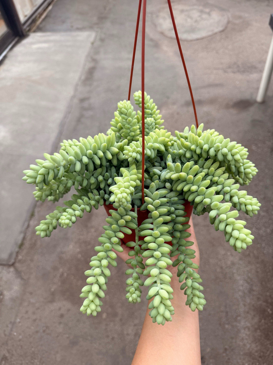 3" Succulent Burros Tail