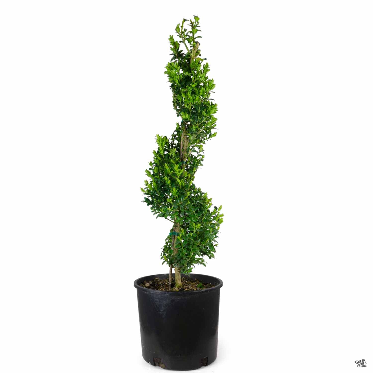 Boxwood &