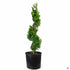 Boxwood &