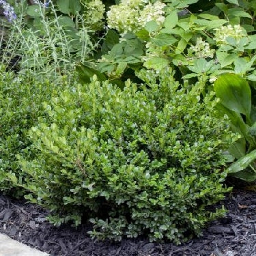 Boxwood &