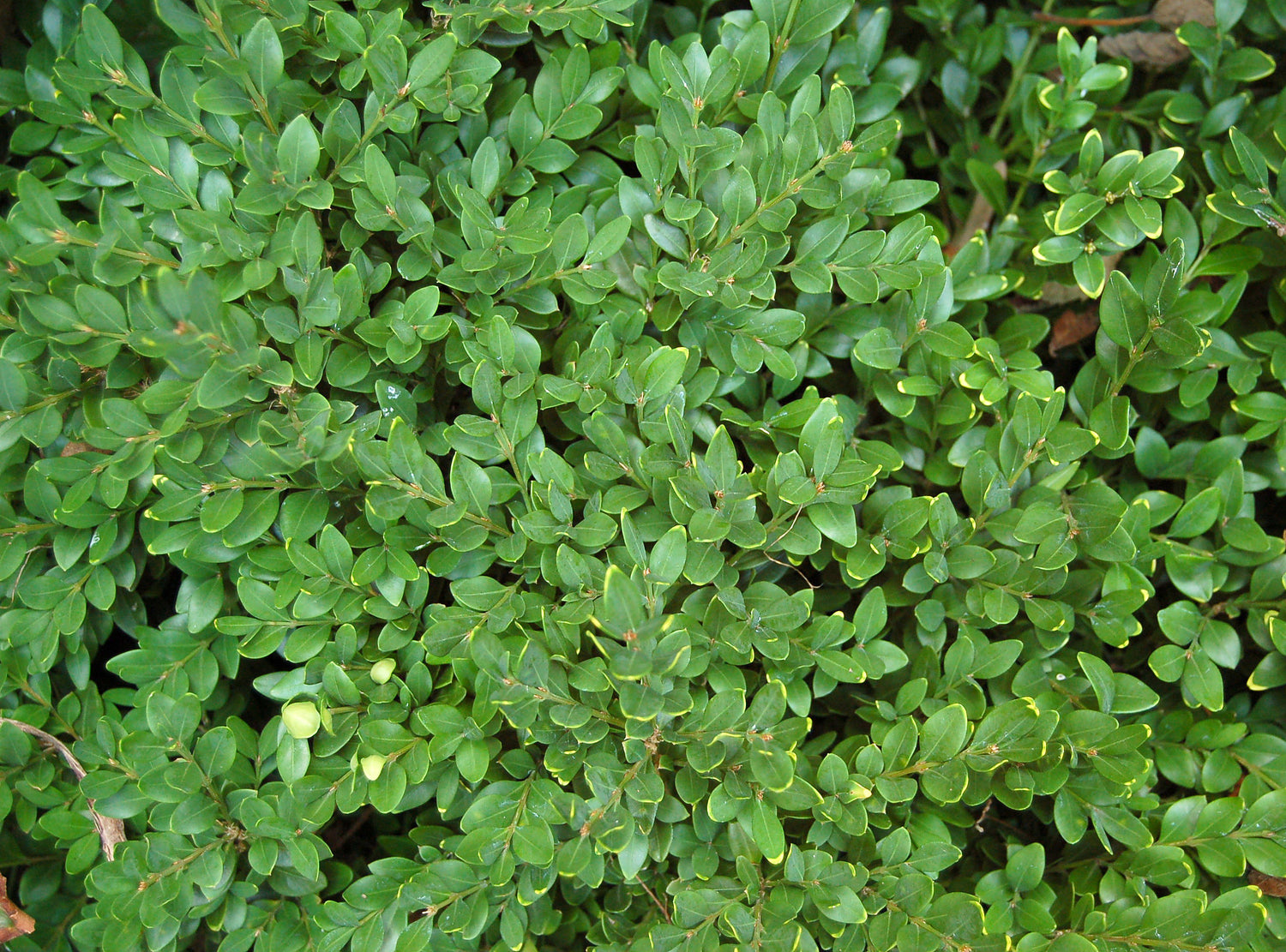 Boxwood &