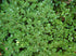 Boxwood &