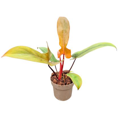 4" Philodendron Florida Bronze plant photo