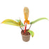 4" Philodendron Florida Bronze plant photo
