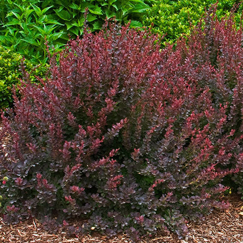 Barberry &