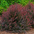 Barberry &