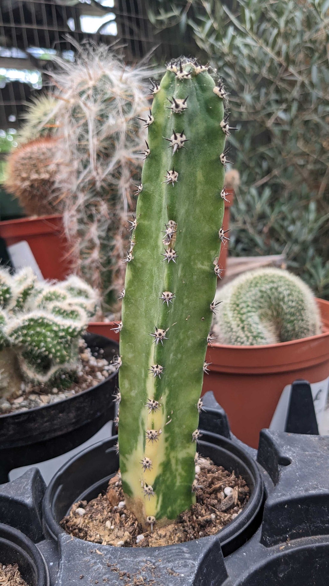 Cactus Harrisia Queen of the Night Varg.