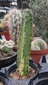 Cactus Harrisia Queen of the Night Varg.