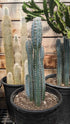 Cactus Blue Torch