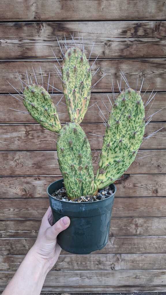 Cactus Opuntia Sunburst