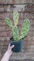 Cactus Opuntia Sunburst