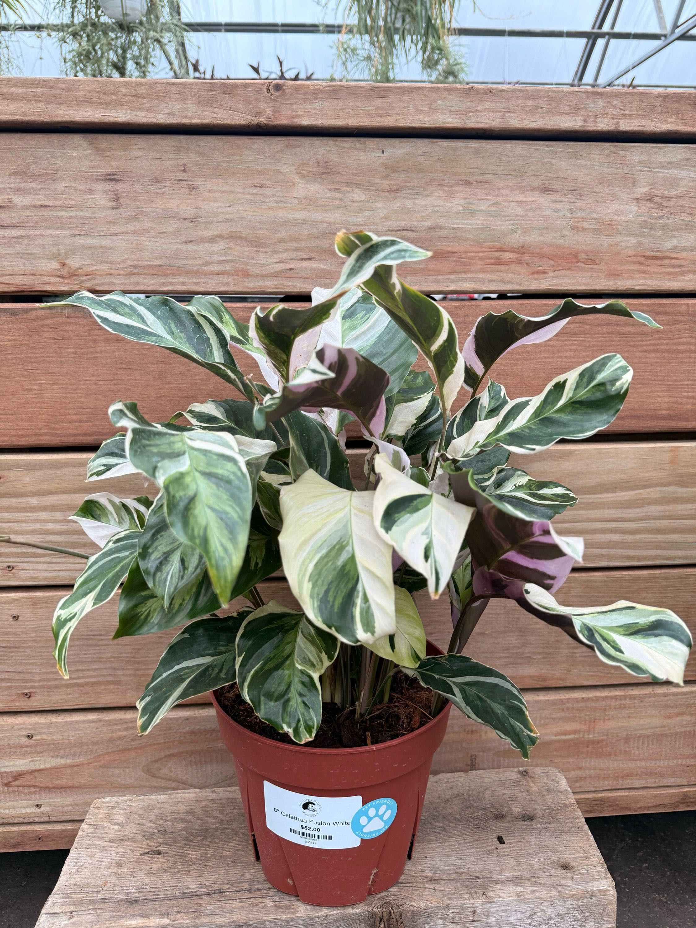 4" Calathea Fusion White