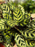 6" Calathea Makoyana plant photo