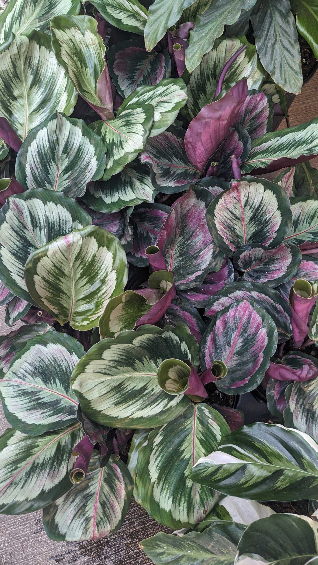 4" Calathea Mysty plant photo