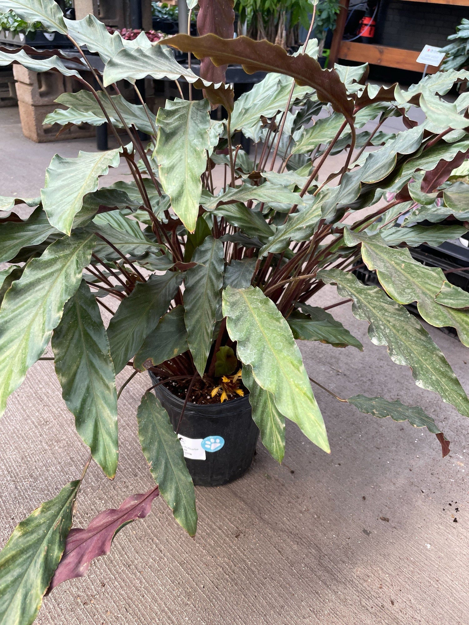8" Calathea Rufibarba