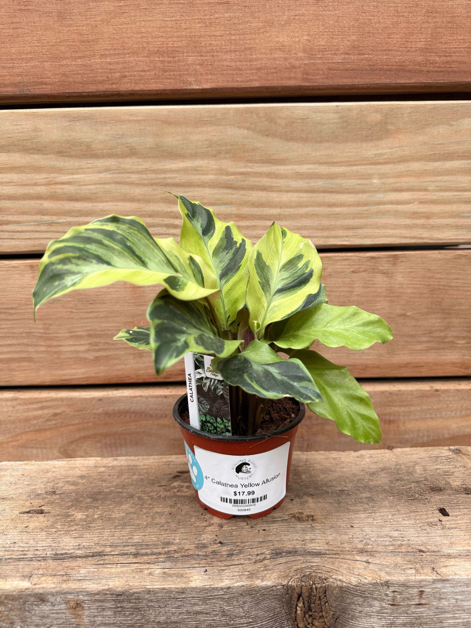 4" Calathea Yellow Allusion
