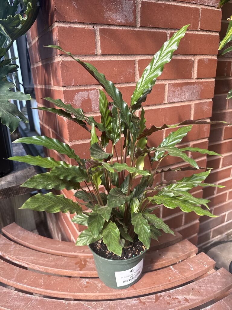 Calathea Rufibarba