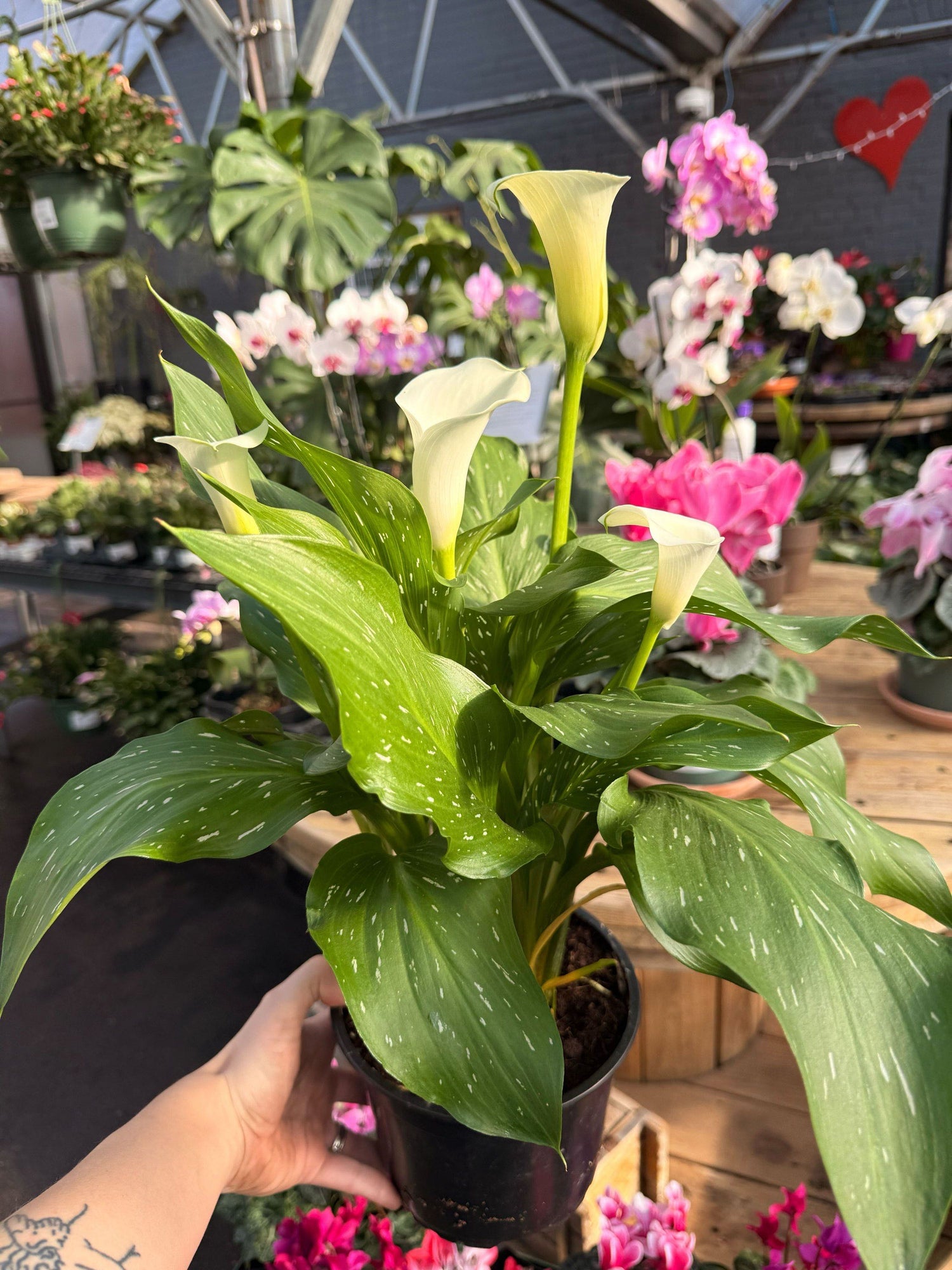 6" Calla Lily