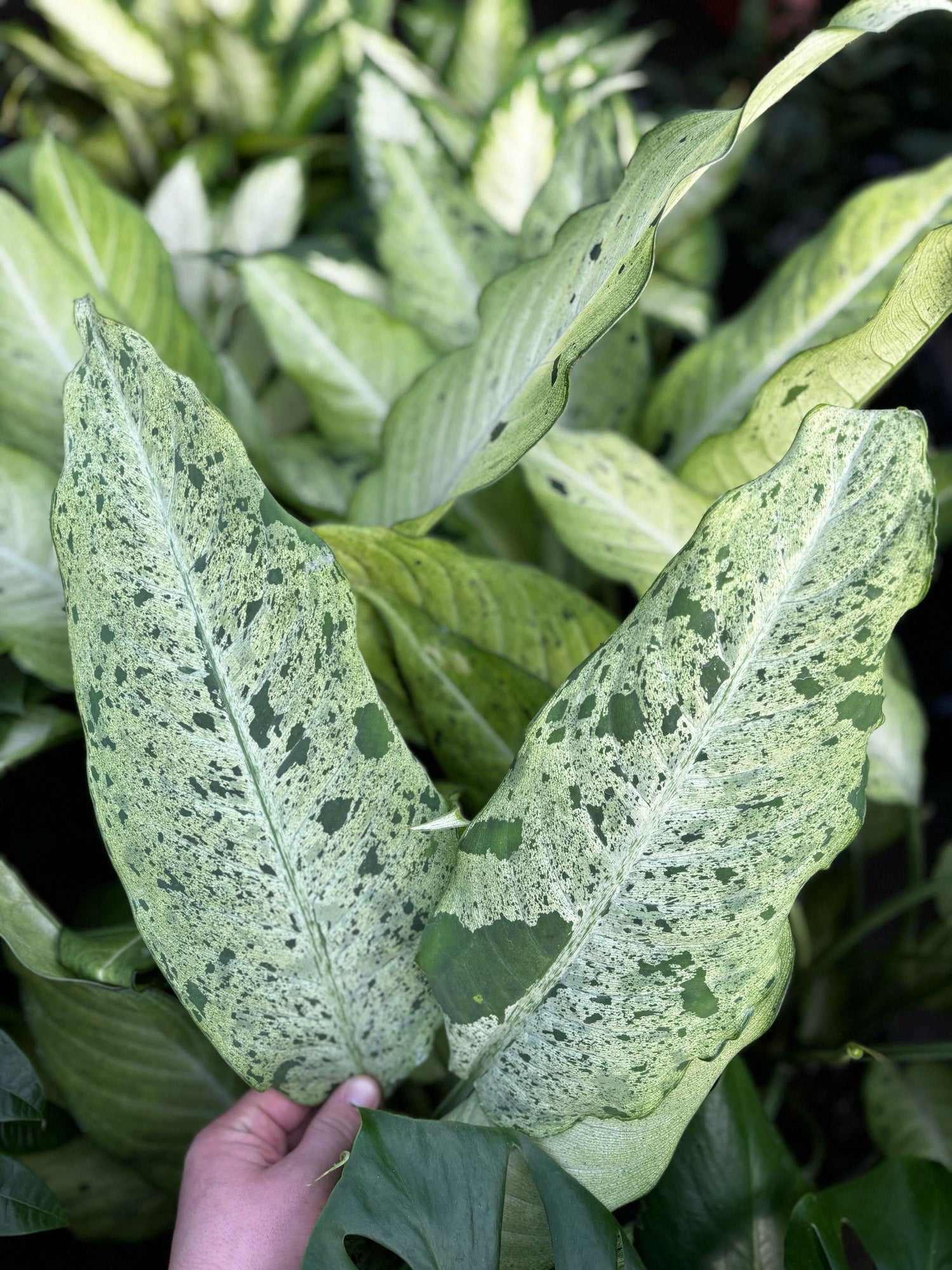 8" Dieffenbachia Camouflage
