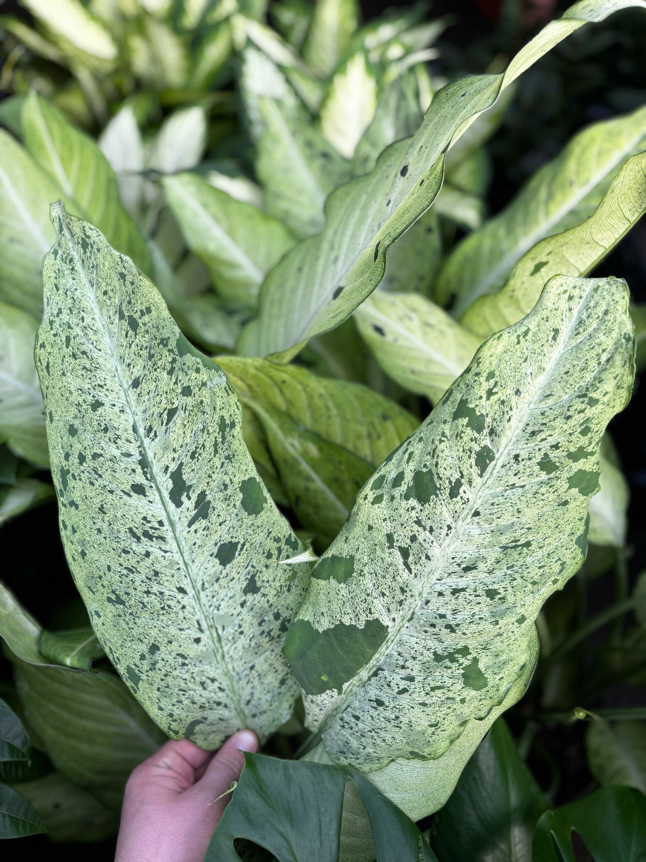 8" Dieffenbachia Camouflage