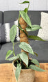 4" Pothos Cebu Blue plant photo
