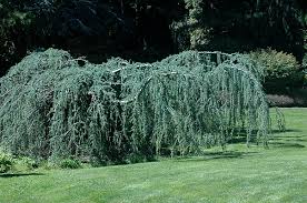 Atlas Cedar &