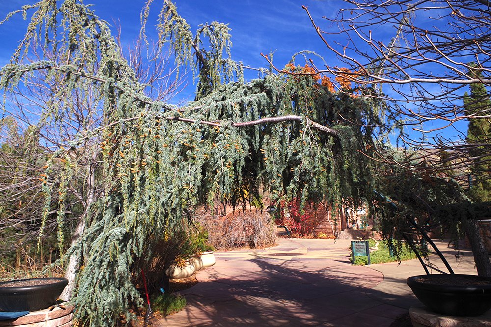 Atlas Cedar &