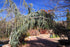 Atlas Cedar &