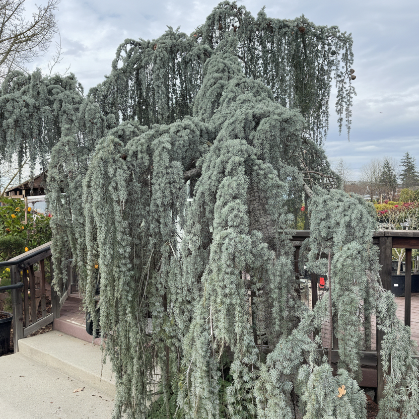 Atlas Cedar &