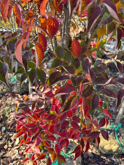 Dogwood &