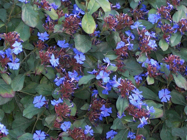 Plumbago Hardy Ceratostigma plumbaginoides, leadwort 1 qt