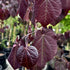 Redbud&