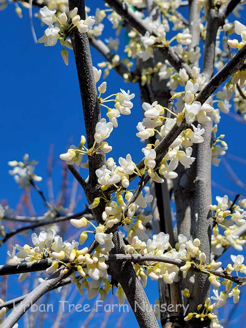 Redbud &