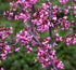 Redbud &