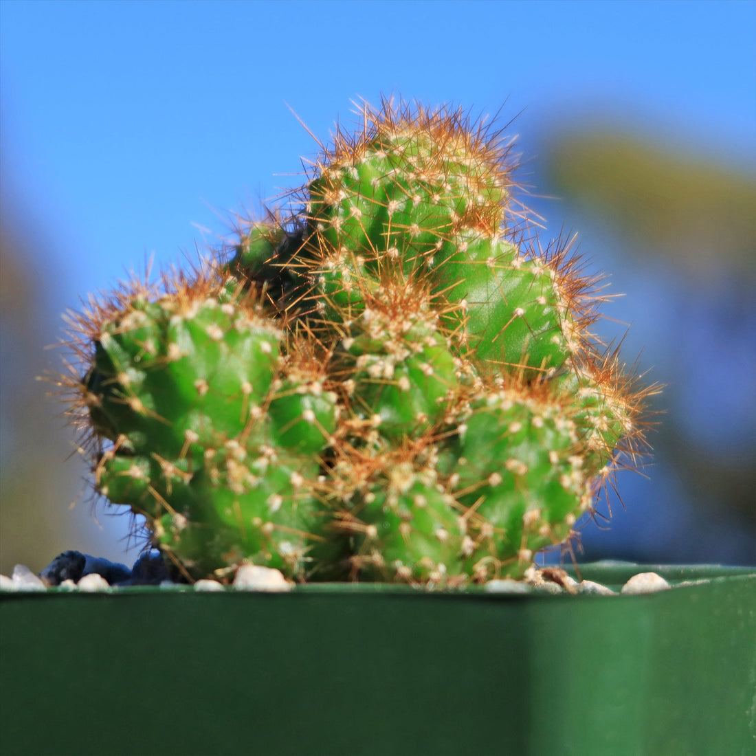 5gal Cactus Cereus Peruvianus plant photo
